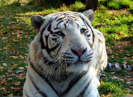 Photos  White Bengal Revealed