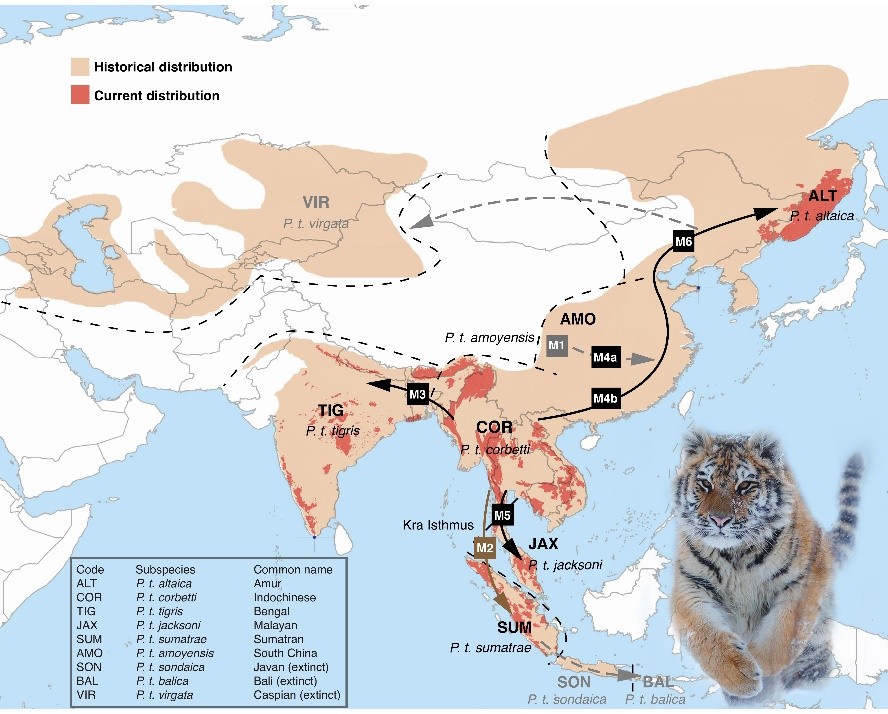 TIGER SUBSPECIES: BENGAL, SIBERIAN, SOUTH CHINA AND SUMATRAN TIGERS AND  EXTINCT SUBSPECIES